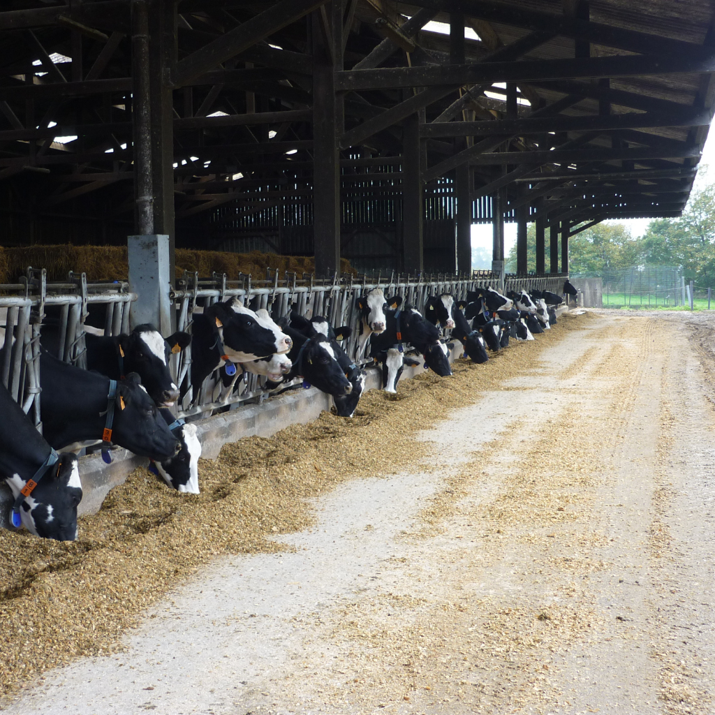 notre-histoire-le-craulois-nouveau-batiment-pour-les-vaches-de-la-craulee